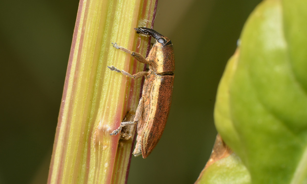 Curculionidae: Lixus juncii, femmina